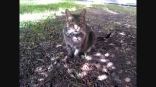 Roddy Frame- For what it was (+ lyrics)