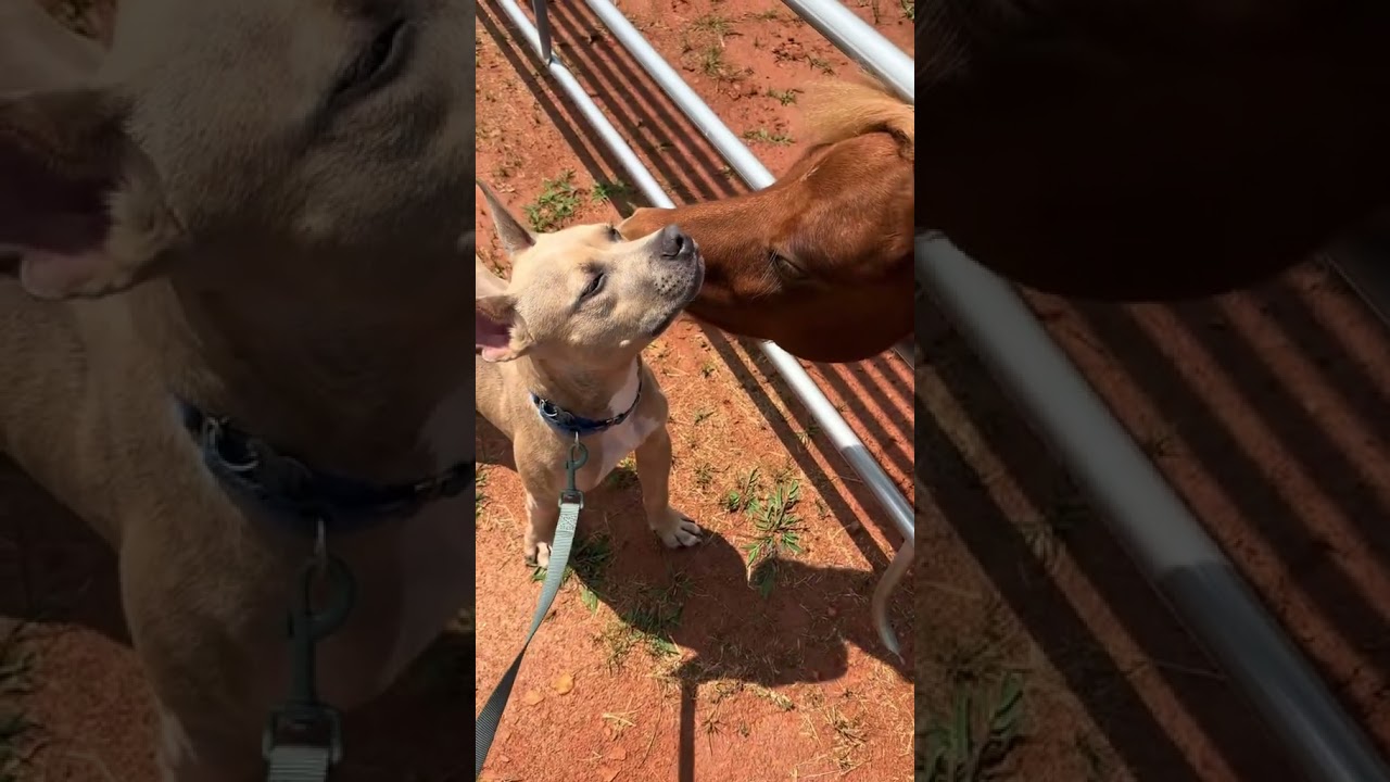 Enlarge Blake, a Adoptable mixed breed in Kennesaw, GA video 2/6