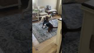 Video preview image #1 Australian Shepherd-Weimaraner Mix Puppy For Sale in Cookeville, TN, USA