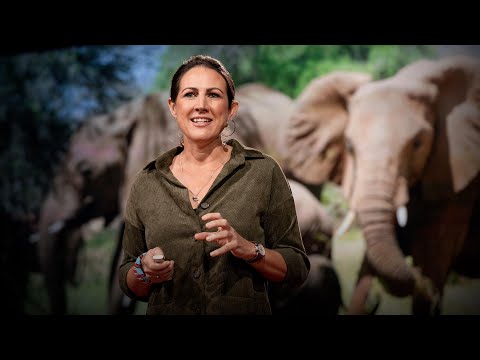 , title : 'How bees can keep the peace between elephants and humans | Lucy King'
