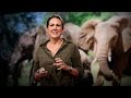 How bees can keep the peace between elephants and humans | Lucy King