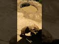 Pig Mating Aggressive Male Shorts