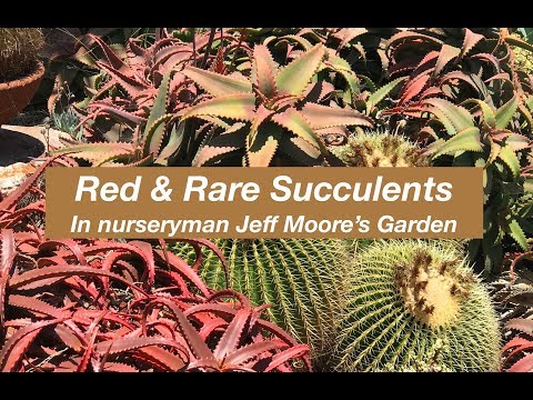 Red & Rare Succulents in Jeff Moore's Garden