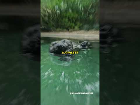 You Won’t Believe What This Really Is…😨