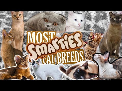 10 Most Smartest Cat Breed @Google Singapore