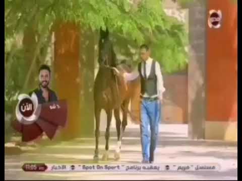 الخيل العربي كما لم تراها من قبل