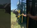 Q-Catch Manual Cattle Chute | Arrowquip | Barbara Gibson Ferguson, Buzbee Feed & Seed #brahman #beef