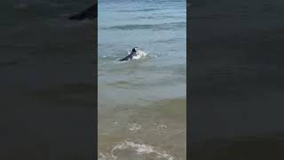 🤩 This Doberman dog just loves the waves 💯 #shorts