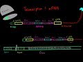 Transcription and mRNA Processing (EVERYTHING YOU NEED TO KNOW FOR MCAT)