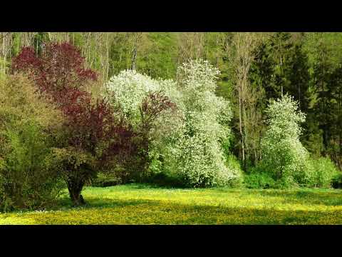 Bäume blühen ( Gedicht )