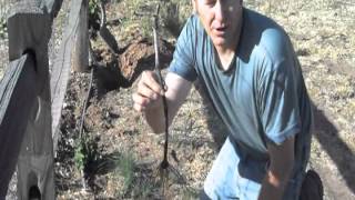 Bareroot vs container planting grape vines
