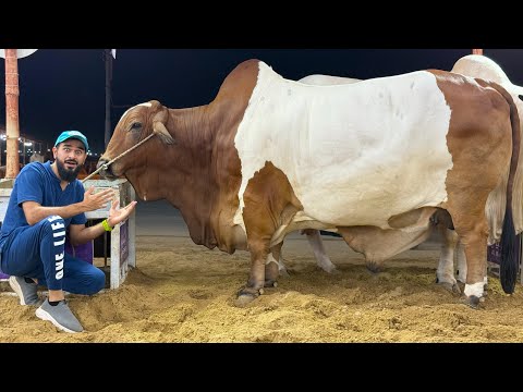 Northern bypass mandi mein pehla sauda hogaya hamara 😍🐂