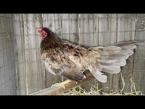 Dink Chocolate Henny Stag