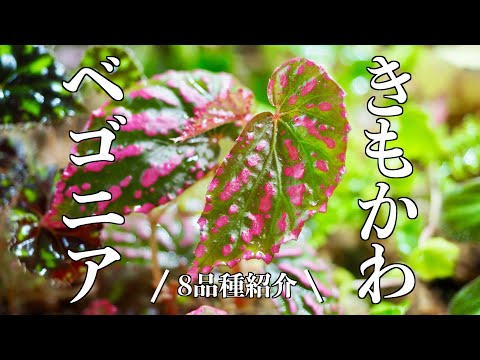 トラウトベゴニア 植物
