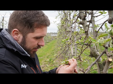 Komunikat sadowniczy Hubert Konarski, 26.04.22