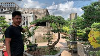 Unpolished La Han pine | Too cheap 2tr2. Free 1 pot of Sanh Nam Dien | Contact 0984.114.765