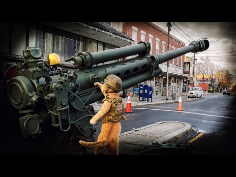 🔥 War for the Planet of the Cats