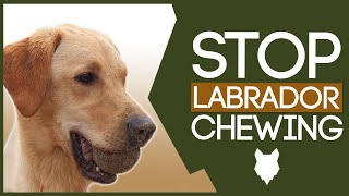LABRADOR TRAINING! How To Stop My Labrador From Chewing!?