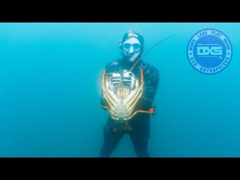 Huge Packhorse Crayfish