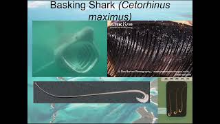 Descent into Carnivory: How Large Vertebrate Suspension-Feeding in the Mesozoic Ran Out of Options