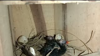 Download lagu Sukses ternak burung mandar batu di kandang pinggir jalan yang ramai mp3