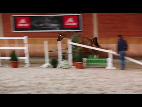 Heitholm's Dance Away Körung