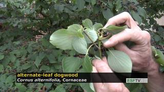 Trees with Don Leopold - alternate-leaf dogwood