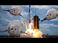 Bouncing Seals Rocket Launch!
