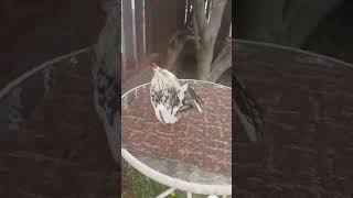 Cock #8