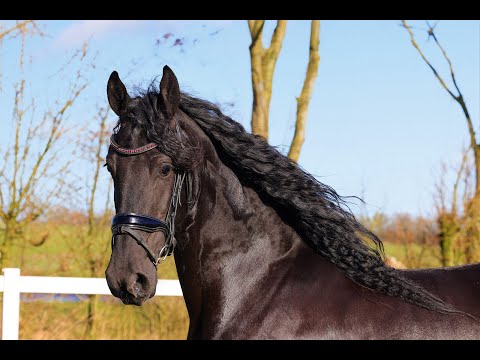 Stal Okkema's Aukje - Wytse x Thomas - Mare - 2016 - 1.60m