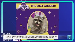 Florida raccoon named Louie becomes 2024 Cadbury Bunny