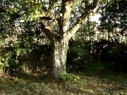 download lagu mp3 mp4 Big Red Apple Variety, download lagu Big Red Apple Variety gratis, unduh video klip Big Red Apple Variety