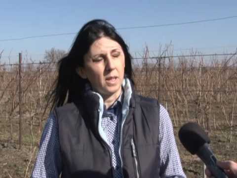 ZIMSKO OREZIVANJE VINOGRADA