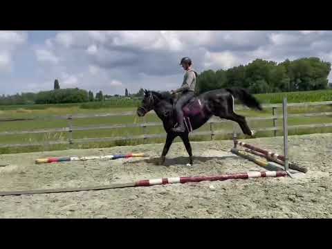 El Classico 111 Z: 3yo stallion by El Barone 111 Z x Winningmood first jumps
