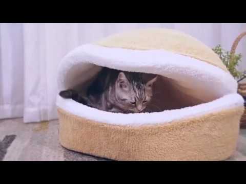 download lagu mp3 mp4 Cat Burger Bun Bed, download lagu Cat Burger Bun Bed gratis, unduh video klip Cat Burger Bun Bed