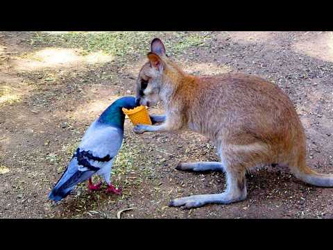 Cute Animals Helping Each Other In Unexpected Ways ❤️