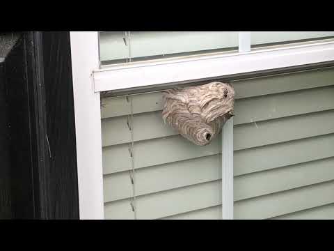 Bald-Faced Hornets Latch onto the Window in Tinton Falls, NJ