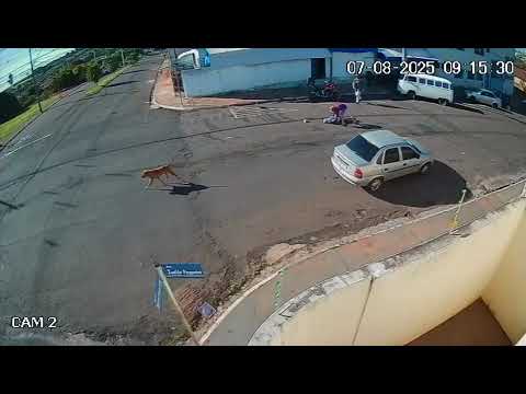 Cachorro 'atropela' idoso em rua de Piacatu