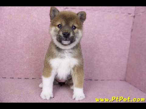 01/11赤色柴犬母幼犬3號(新竹竹北)