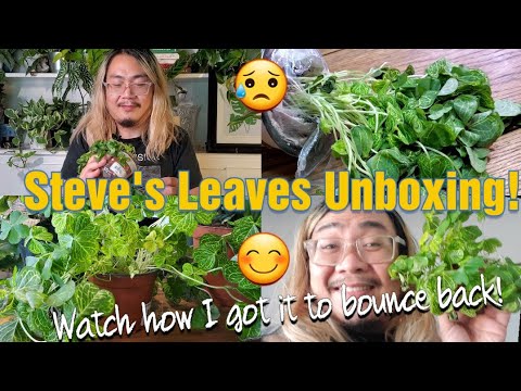 Steve's Leaves Unboxing and Plant Care Hack!