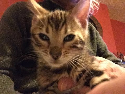 Bengal Jude the clumsy cat