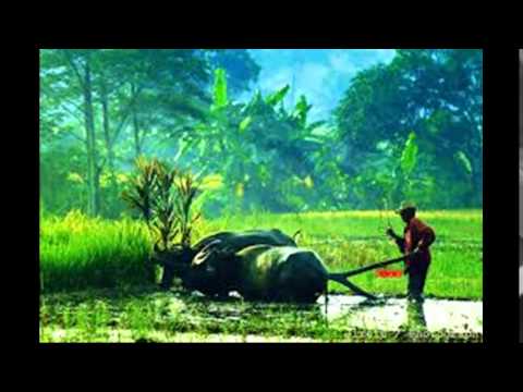 ida widawati - kukupu