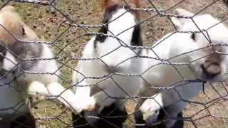 preview picture of video 'Kümbet Yaylasındaki Tavşanlar'
