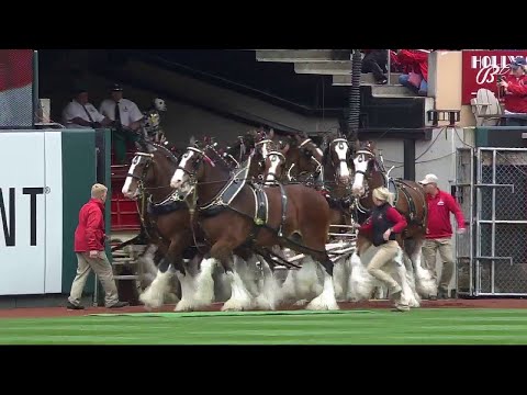 , title : 'Budweiser Clydesdales take the field at Busch Stadium'