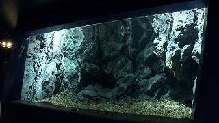 4月11日【びわ湖放送ニュース】突然の破損から３年　琵琶湖博物館に新水槽がオープン