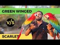 Scarlet V S Green Wing Macaw Choose BEST Bird For You Shaikh Tanveer