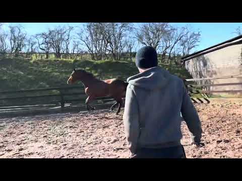 Scopey 4yo mare - Image 2