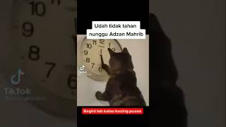 Download lagu waktu berbuka puasa masih lama ya?? akibat kucing ikut puasa #kucing #puasa #ramadhan mp3 Download lagu waktu berbuka puasa masih lama ya?? akibat kucing ikut puasa #kucing #puasa #ramadhan mp3