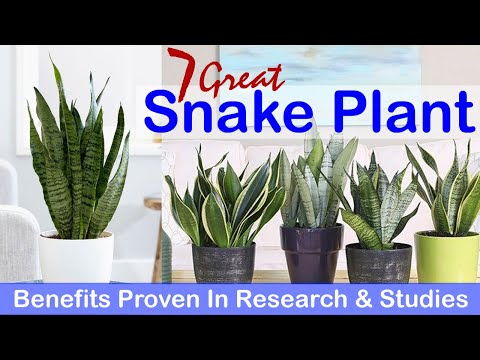 7 Great Snake Plant Benefits Proven In Research & Studies