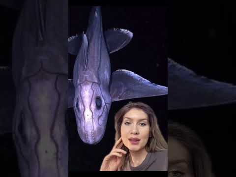 Глубоководная акула